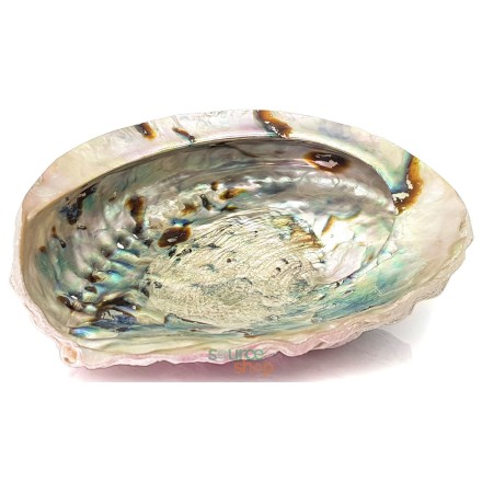Coquille d'ormeau - 12 à 15cm