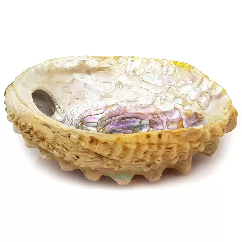 Coquille d'ormeau rose naturel - 12 à 15cm