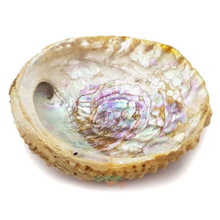 Coquille d'ormeau rose naturel - 12 à 15cm
