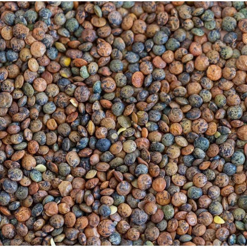 Graines à germer de Lentilles vertes BIO - 150g
