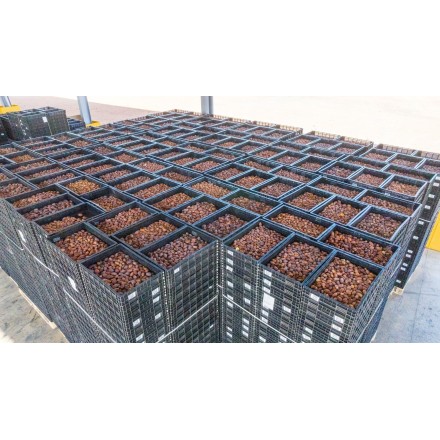 Dattes Medjool du Maroc – 1kg – Qualité Premium | Oum Tomoor
