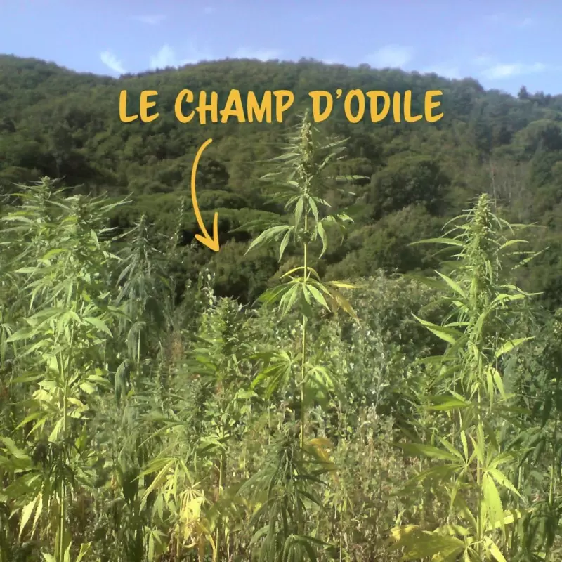 Stick à lèvres BIO au chanvre & orange - Artisanal - Canna d'Oc