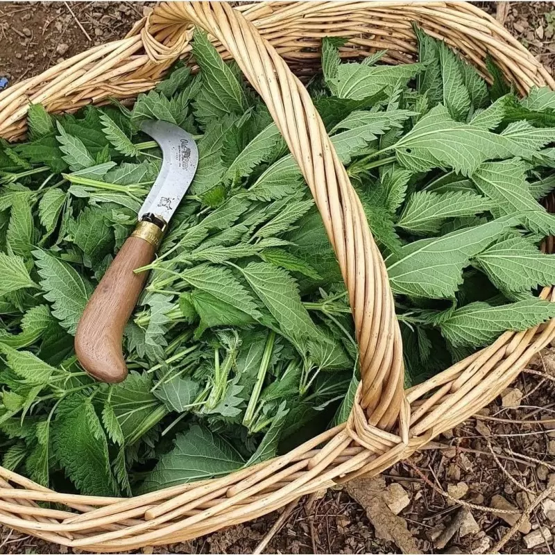 Tisane sauvage d'autrefois "Belle journée !!!" - Artisanale du Jura