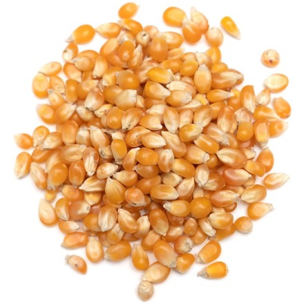 Maïs popcorn BIO en vrac