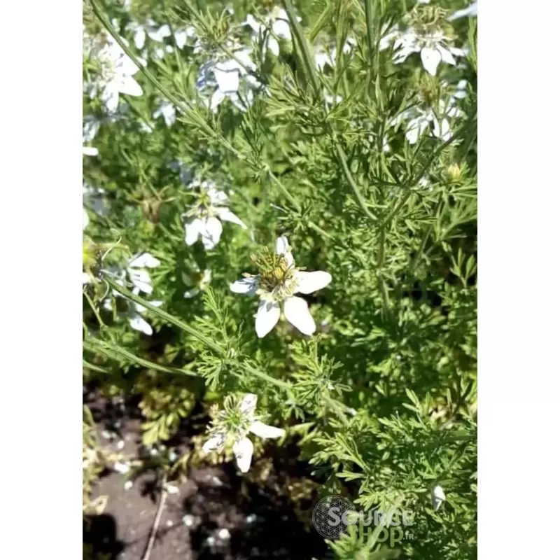 Huile de nigelle d'Ethiopie - Habachia en vrac