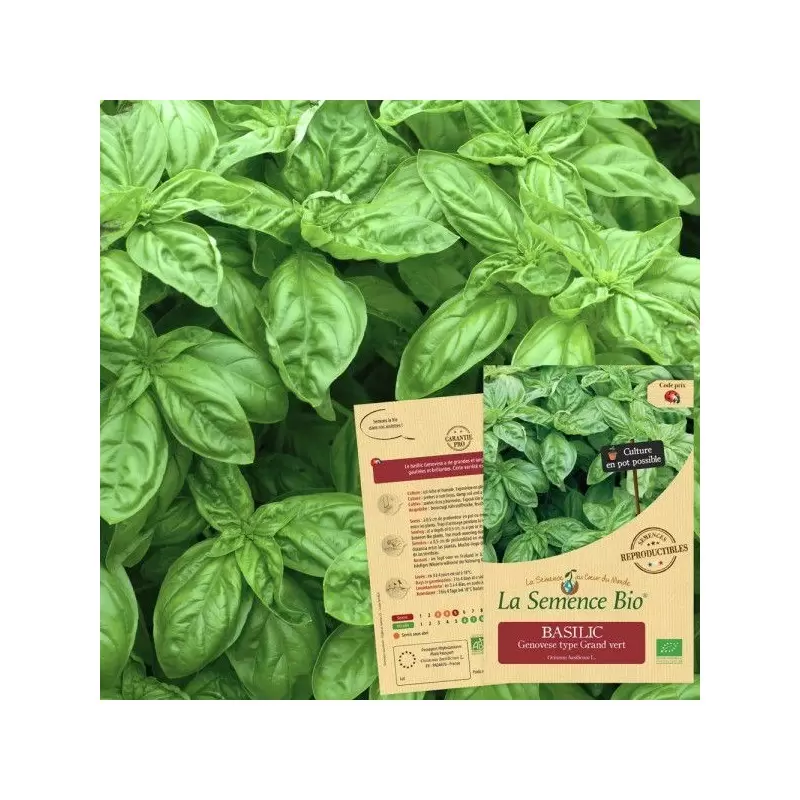 Graines Basilic Genovese BIO - La Semence Bio