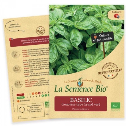 Graines Basilic Genovese BIO - La Semence Bio