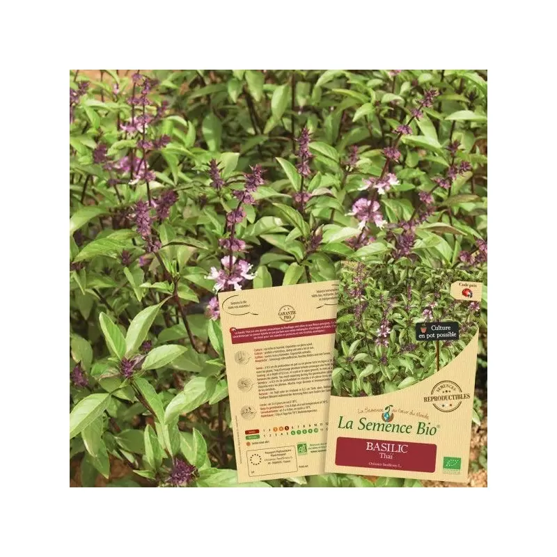 Graines Basilic Thaï BIO - La Semence Bio