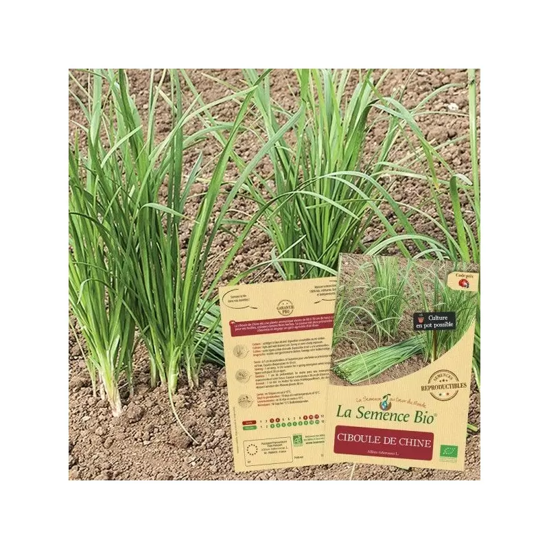 Graines Ciboule de Chine BIO - La Semence Bio