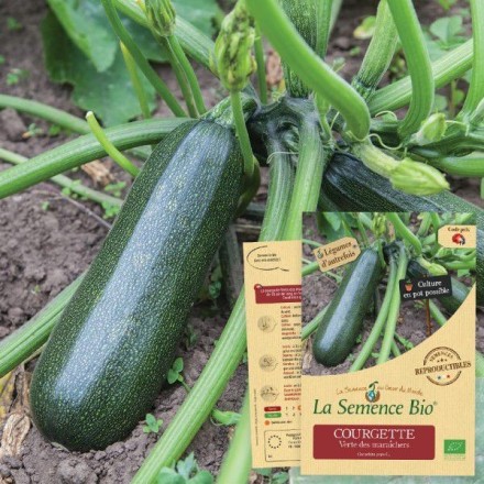 Graines Courgette verte des maraîchers BIO - La Semence Bio