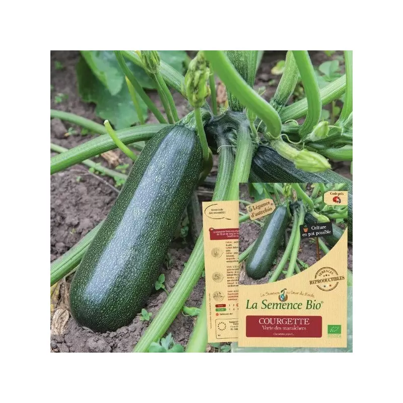 Graines Courgette verte des maraîchers BIO - La Semence Bio