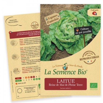Graines Laitue Reine de Mai BIO - La Semence Bio