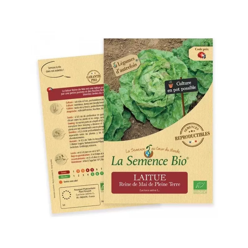 Graines Laitue Reine de Mai BIO - La Semence Bio