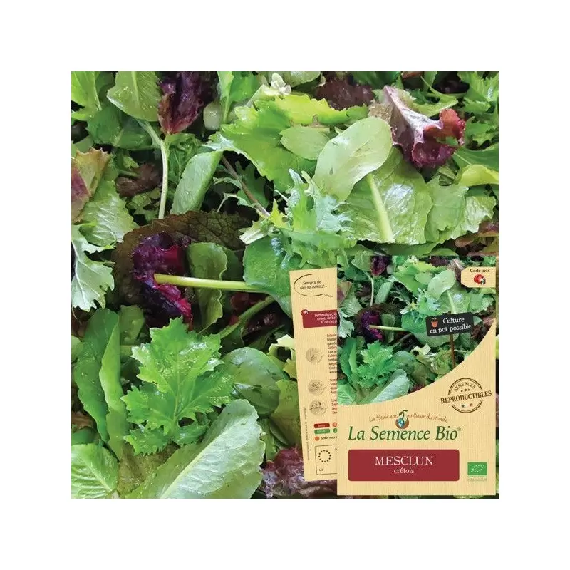Graines Mesclun crétois BIO - La Semence Bio