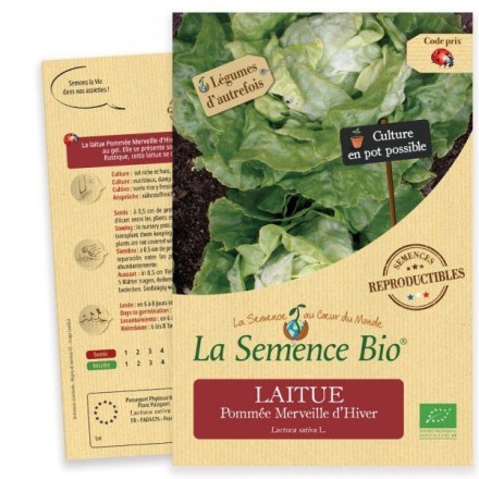 Graines Laitue Pommée Merveille d'Hiver BIO - La Semence Bio