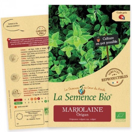Graines Origan BIO - La Semence Bio