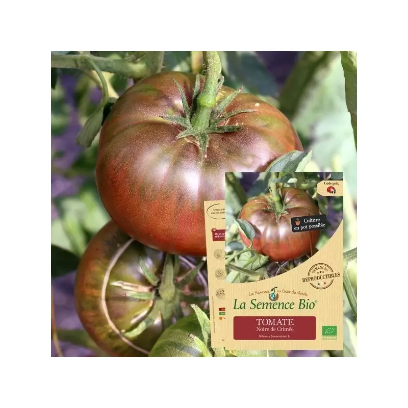 Graines Tomate Noire de Crimé BIO - La Semence Bio
