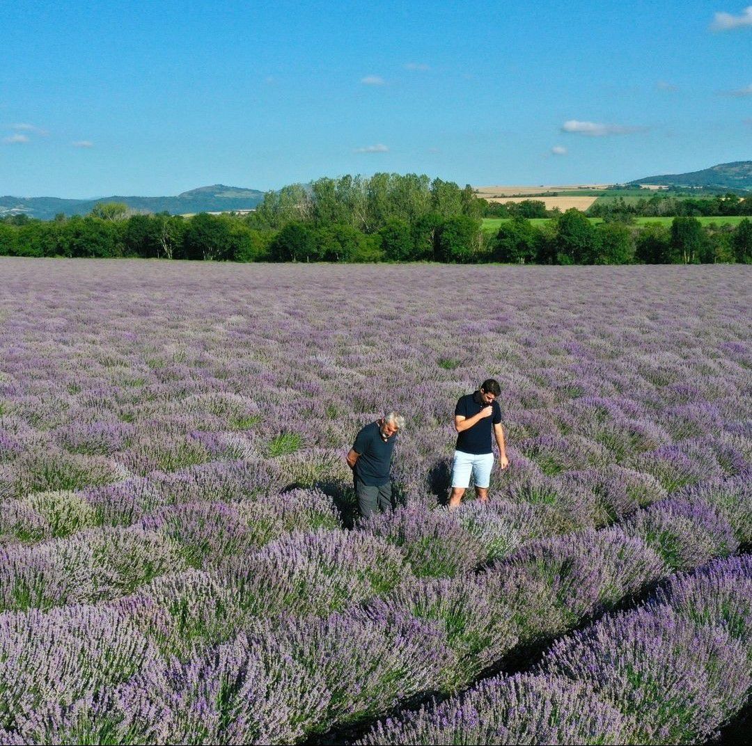 Champs de lavande Distillerie Saint-Hilaire