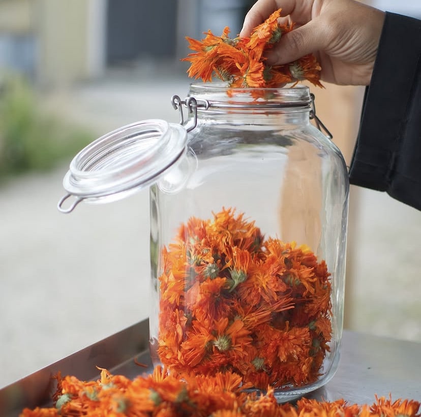 Macération du calendula bio Florisain au Monastère de Bois Salair