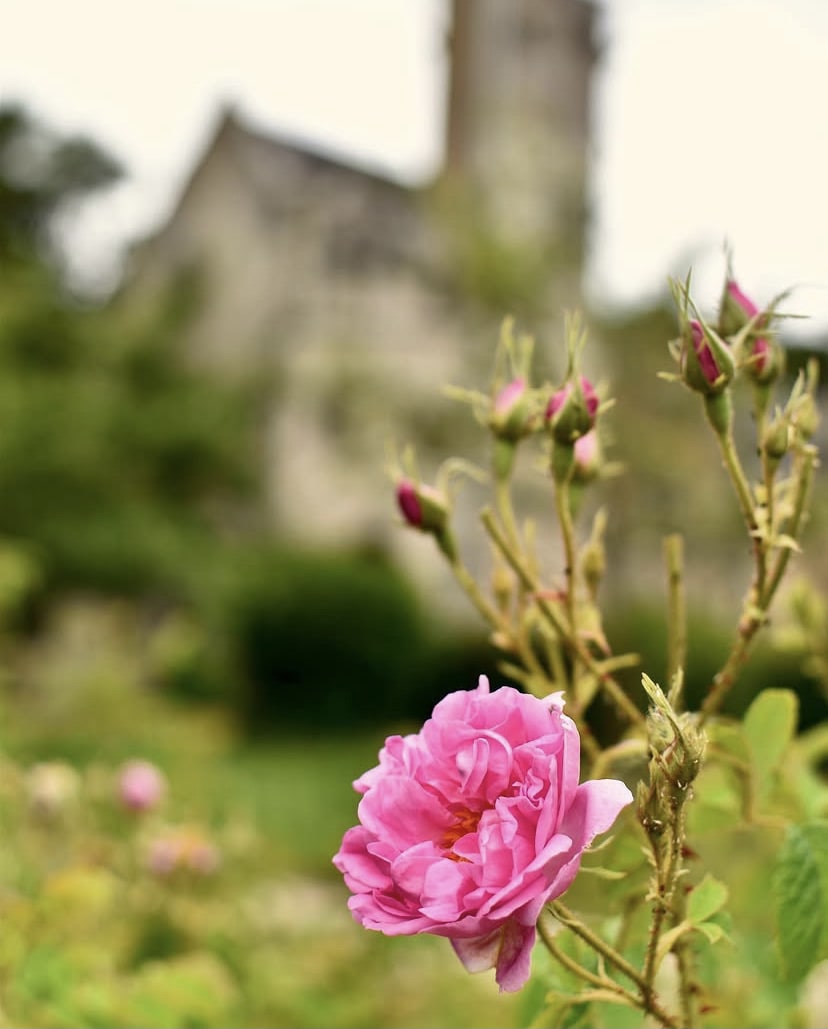Les roses du Monastère de Bois Salair - Florisain