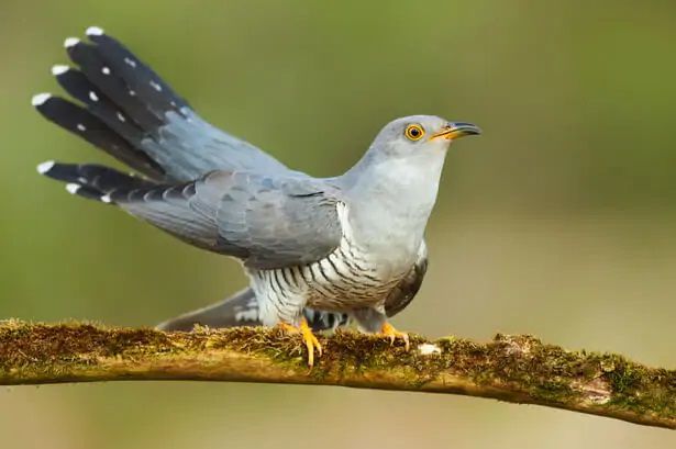 Oiseau coucou - Appeau en bois du Jura