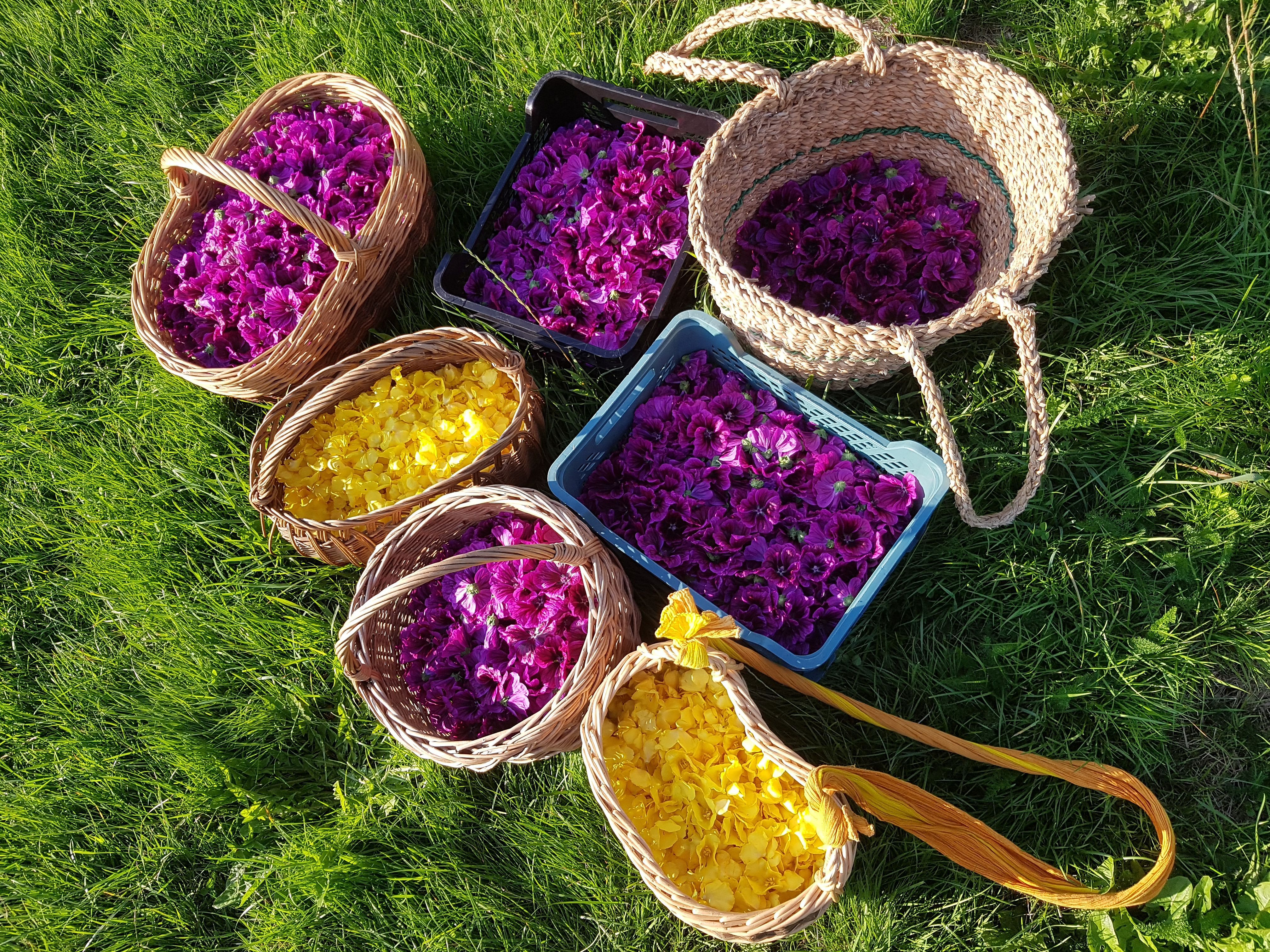 Récolte artisanale des plantes sauvages du Jura - L'Atelier des Prés