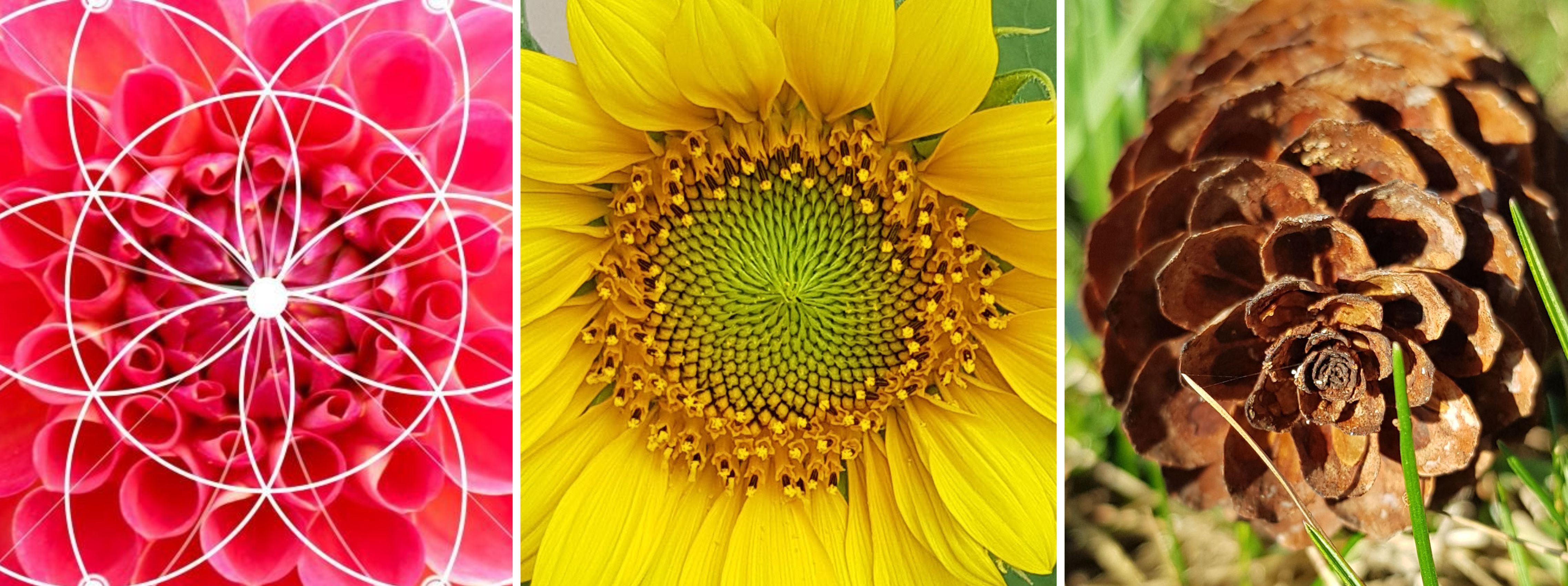fleur-de-vie-nature-1.jpg