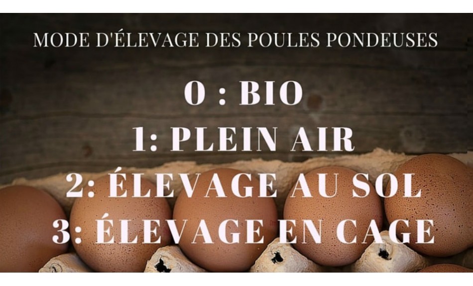 Pourquoi faut-il absolument manger des œufs BIO