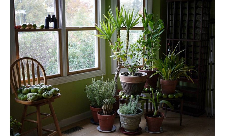  Ces plantes sont des bombes à oxygène – Ayez au moins l’une d’elles pour assainir l’air chez vous