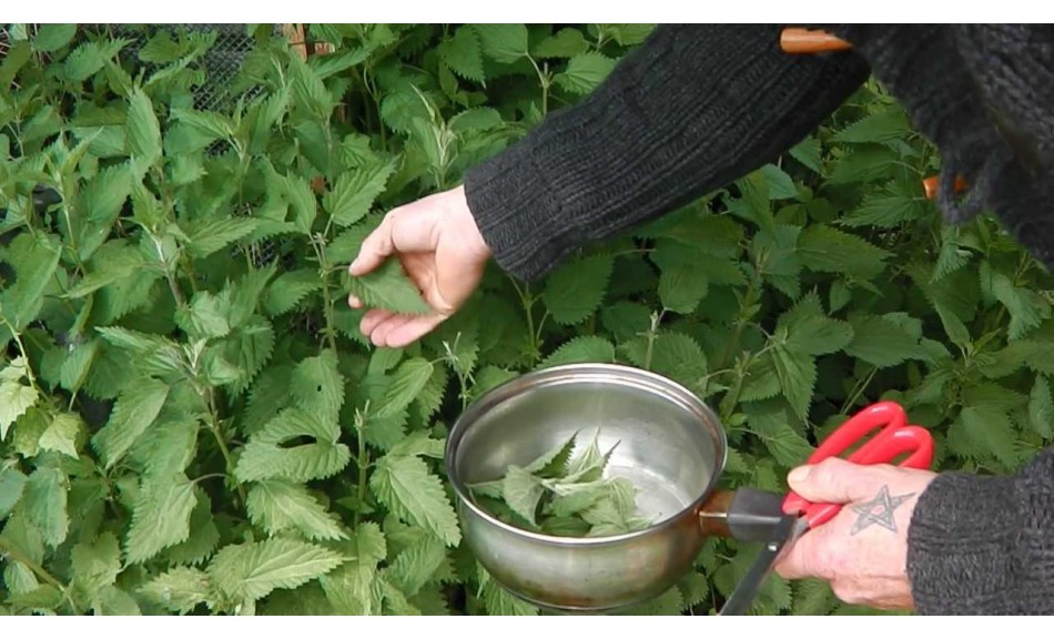  L’ortie une seule plante pour nos besoins