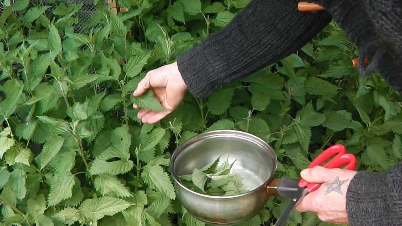  L’ortie une seule plante pour nos besoins