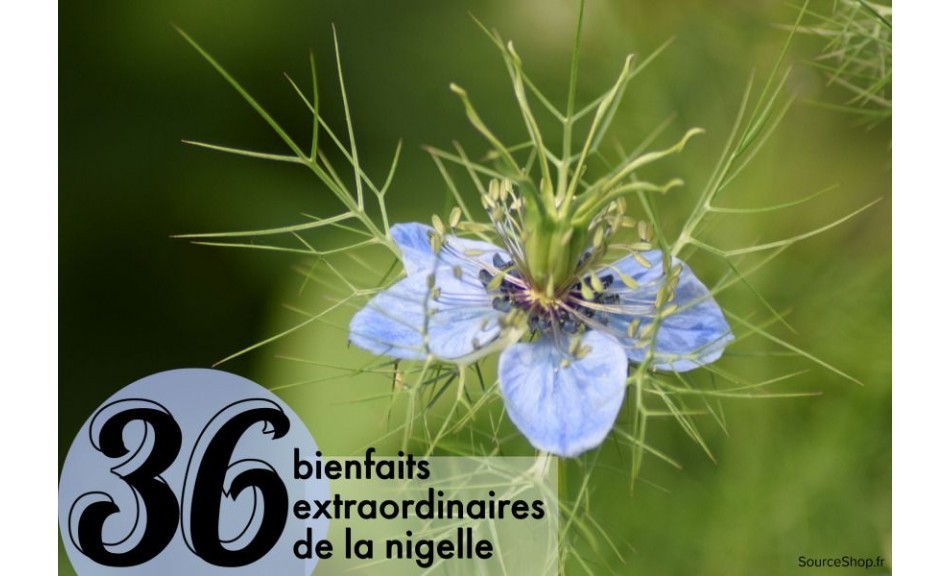 36 bienfaits extraordinaires de la nigelle
