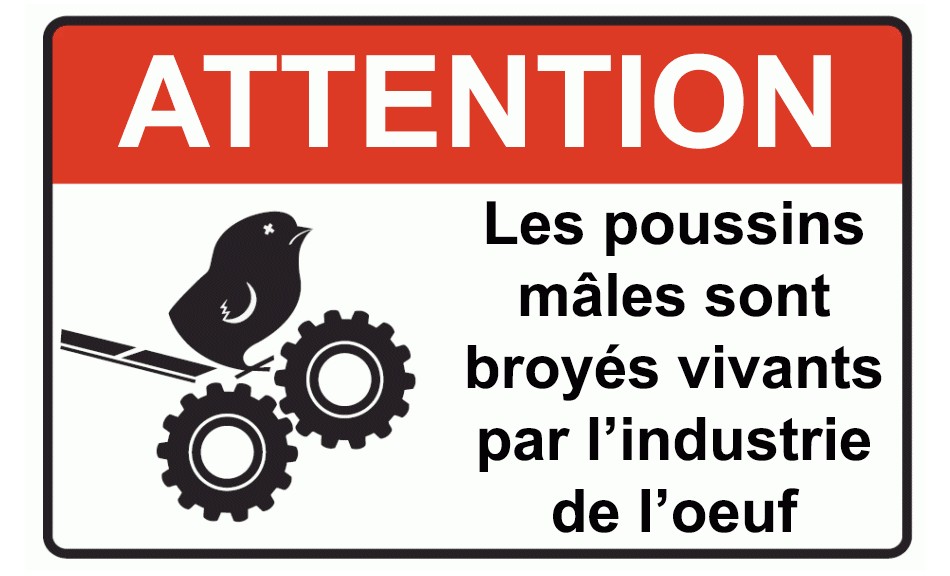 Les choses horribles qui se font dans l’industrie de la viande!